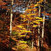 Herbstwald im letzten Blättergold