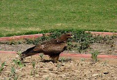 Agra- Black Kite