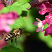 Biene im Anflug auf eine Johannisbeerblüte