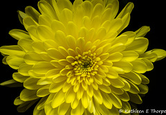 Chrysanthemum 052516-001