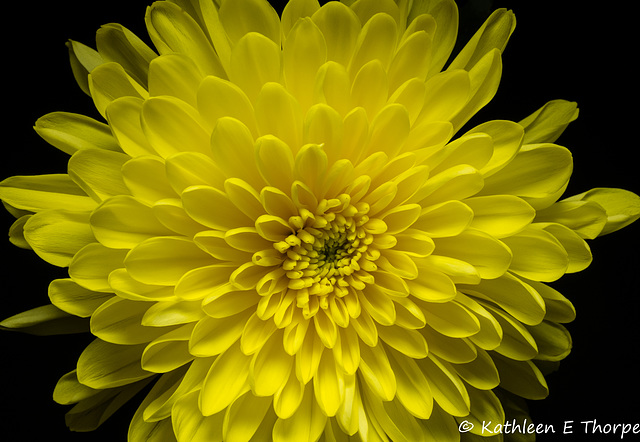 Chrysanthemum 052516-001