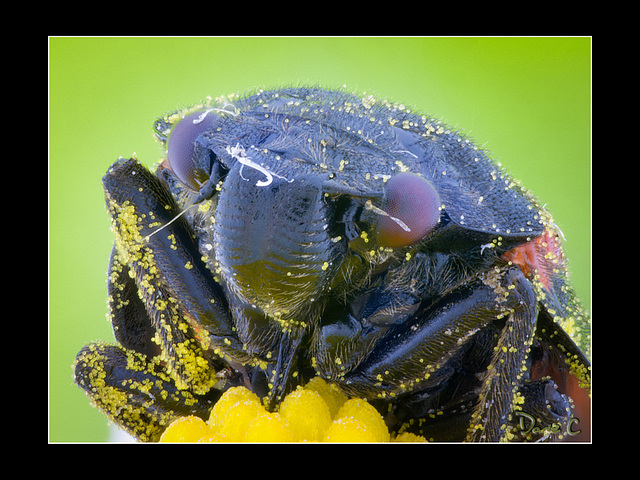 Small Beetle Portrait
