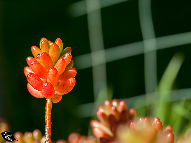 Pictures for Pam, Day 125: HFF: Jelly Bean Succulent and Green Fence