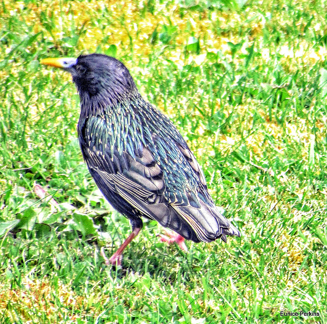 Starling On Our Lawn.