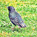 Starling On Our Lawn.