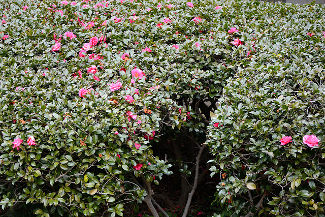Tokyo, Flower Bush in the Garden of the Imperial Palace