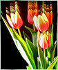 Crazy tulips... ©UdoSm