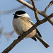 The ever-friendly Black-capped Chickadee