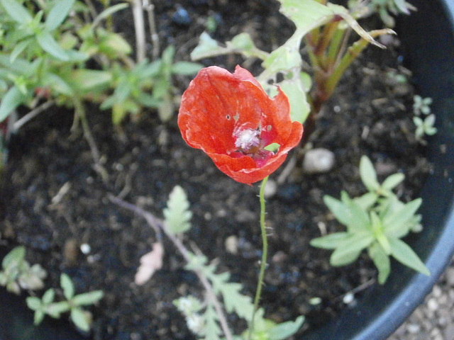 Really tiny red poppy all on its own
