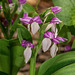 Galearis spectabilis (Showy orchis)