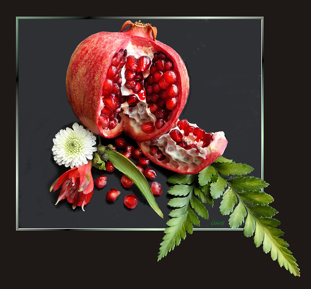 Granatapfel (Punica granatum). ©UdoSm