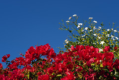 Buganvilea and Jasmine on blue Autumn sky