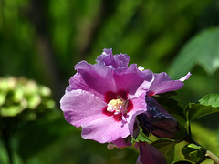 Hibiscusblüte