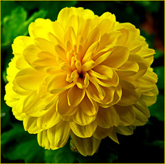 The Yellow Flower - Dalhia