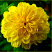The Yellow Flower - Dalhia