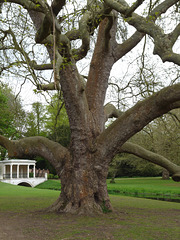 Audley End- London Plane Tree