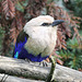 Rollier à ventre bleu (Coracias cyanogaster), Parc des Oiseaux = Parc ornithologique des Dombes (Ain, France)