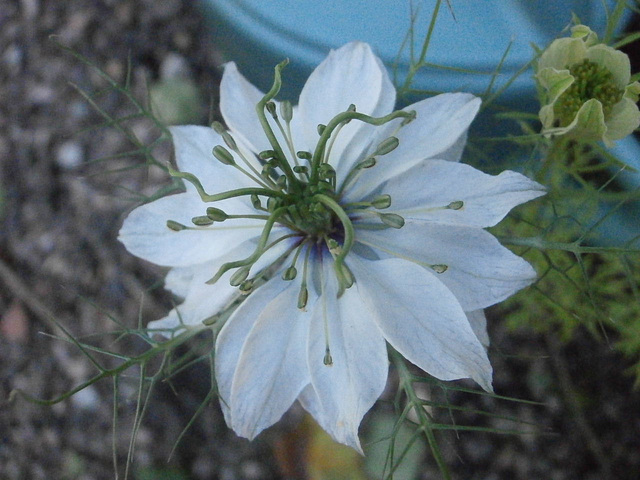 The white love in a mist