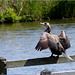 Great cormorant ~ Aalscholver (Phalacrocorax carbo) drying its feathers...