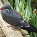 Sterne inca (Larosterna inca), Parc des oiseaux = Parc ornithologique des Dombes (Ain, France)