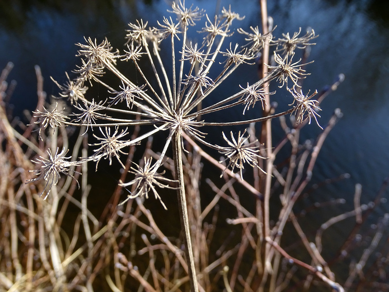 Winter hogweed