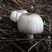 Mushrooms (2577)