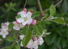 It’s apple blossom time