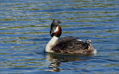 Great Crested Grebe ~ Fuut (Podiceps cristatus) with young one between its feathers. So cute :-)