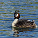 Great Crested Grebe ~ Fuut (Podiceps cristatus) with young one between its feathers. So cute :-)