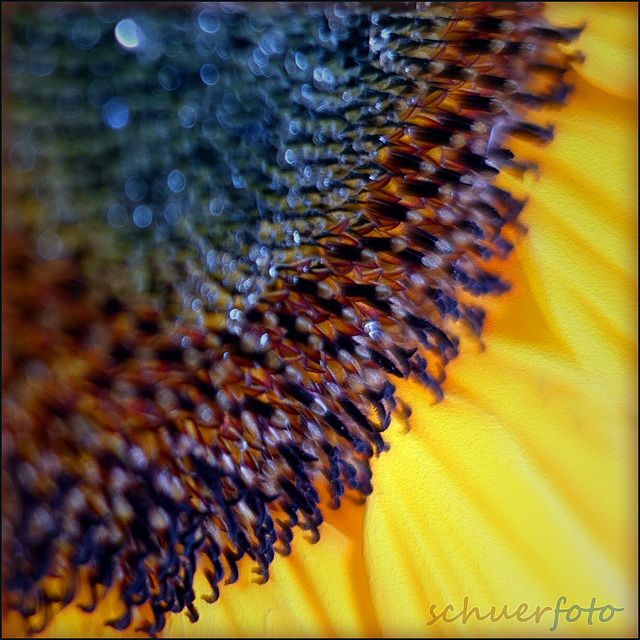 Malerische Sonnenblume