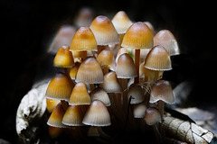 Eine Gruppe von Helmlingen  - A group of Mycena mushrooms