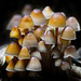 Eine Gruppe von Helmlingen  - A group of Mycena mushrooms