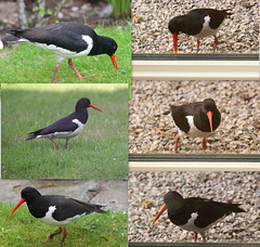 The resident oystercatcher has taken to strolling round the orchard checking out the lawn for grubs, and challenging his reflection in the window, much the same as all the other visitors seem to!