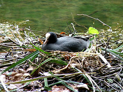 Audley End- Coot Nesting