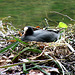 Audley End- Coot Nesting