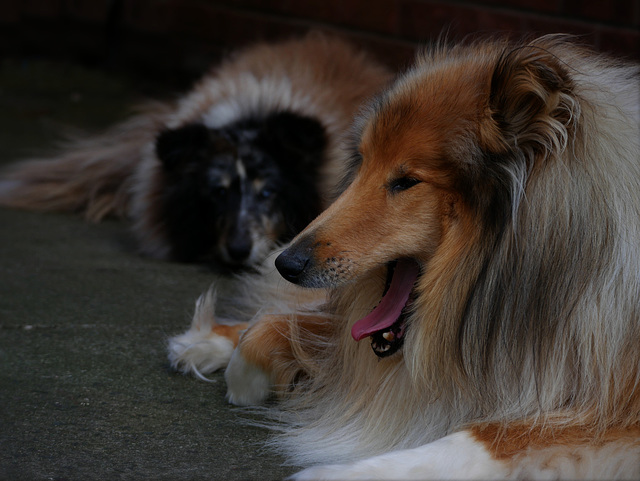 let sleeping dogs lie