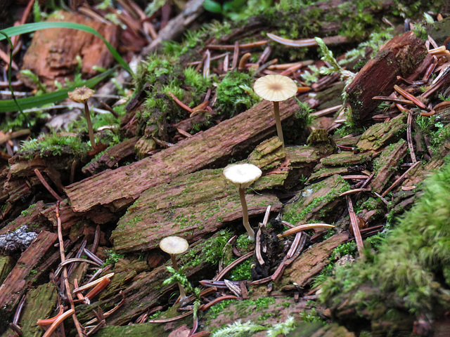 Tiny mushrooms on a rotting log