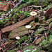 Tiny mushrooms on a rotting log