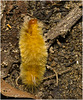 IMG 2398 Caterpillar