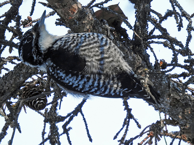 Three-toed Woodpecker female