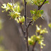 Forestiera pubescens, Oleaceae, Penedos