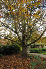 IMG 0161-001-Verdun Tree