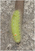 IMG 6622 Caterpillar