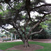 L.A. County Arboretum (0860)