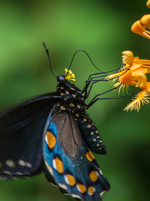 Battus philenor (Pipevine Swallowtail Butterfly) pollinating Platanthera ciliaris (Yellow Fringed orchid)