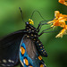 Battus philenor (Pipevine Swallowtail Butterfly) pollinating Platanthera ciliaris (Yellow Fringed orchid)