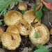 Pholiota mushrooms