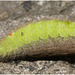 IMG 6624 Caterpillar