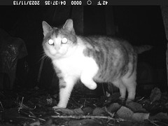 gct[4] - Cat 'E'  snapped {13:Nov:2023}