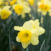 Daffodils 2016 #2